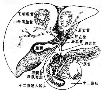 关于大鼠胆管插管的问题