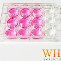 WHB-6 细胞培养板