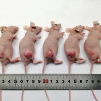 实验干货：裸鼠成瘤（CDX模型）之经验分享