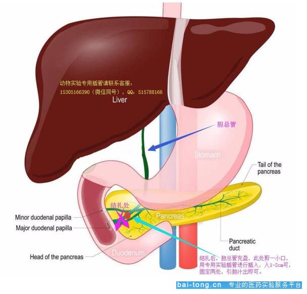 大鼠胆总管取胆汁实验图文教程