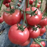 方城口感番茄苗育苗厂\西峡卖西红柿种苗基地(2024)