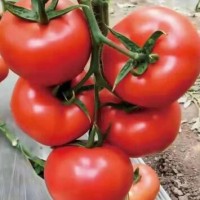 无锡草莓西红柿苗,徐州大果口感西红柿苗品种2024