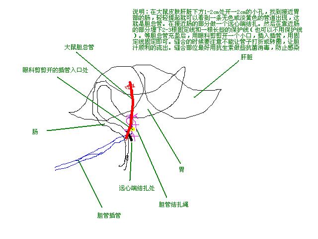 大鼠胆总管取胆汁实验图文教程